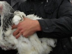 мужчина держит курицу на руках