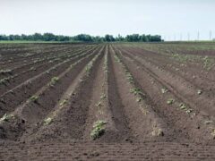 Посадка картофеля по голландской технологии