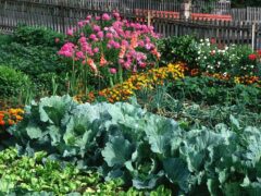 что посадить в огороде в мае