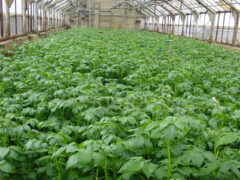 Посадка картофеля в теплицу