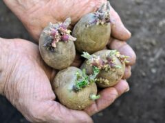 Как правильно прорастить картофель для посадки