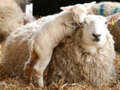 Беременность и роды овцы
