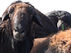 Эдильбаевские овцы курдючная порода с высокой продуктивностью