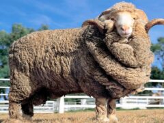 Овцы меринос: тонкорунная порода с ценнейшей шерстью