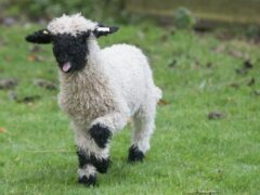 Валлийская черномордая овца особенности породы