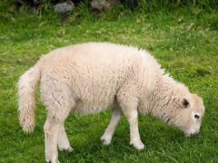 Жирнохвостые овцы особенности уникальной породы