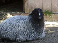 Каракульская овца описание серых и черных подвидов