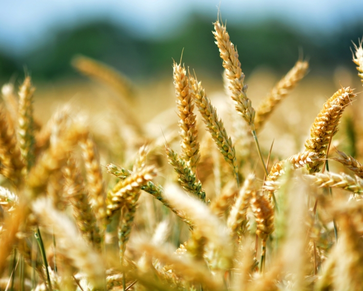 Экспортные цены на российскую пшеницу возобновили рост