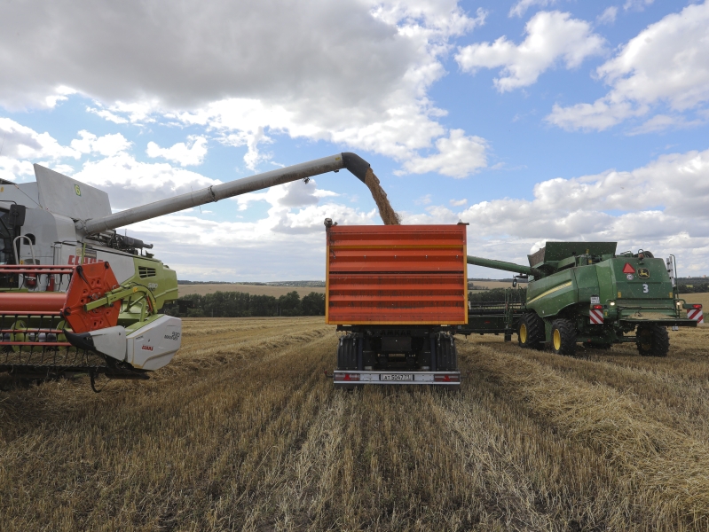 Урожайность пшеницы в агрохолдинге «Лазаревское» почти на 20% выше прошлогодней