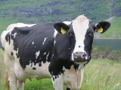 Лучшие породы коров для разведения на экспорт