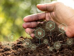 Влияние коров на углеродный цикл и плодородие почвы