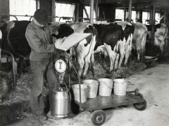 История разведения коров в СНГ