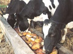 Основы рациона коров: сочные корма, сено