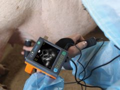 Методы определения охоты у крупного рогатого скота