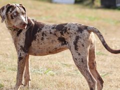 собака с уникальным окрасом