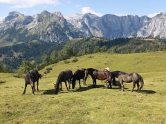 Породы животных, устойчивые к бедным пастбищам