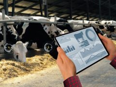 Современные исследования AI, ML и сенсоров в скотоводстве