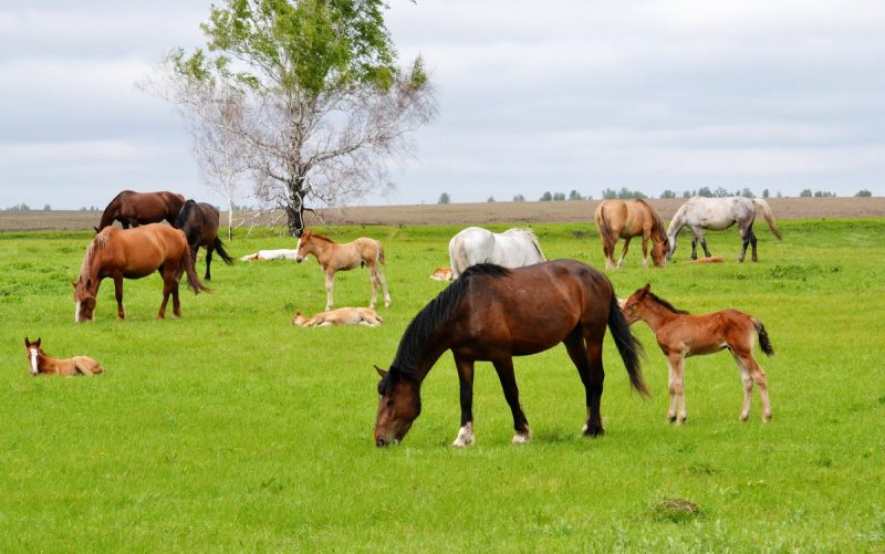 Коневодческий бизнес в Украине