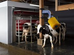 Стартапы в агротехе: инновации для управления и ухода за коровами