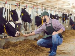 Безопасность при работе с крупным рогатым скотом