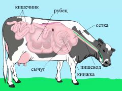 Биология пищеварения жвачных