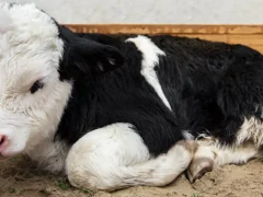 Болезни молодняка животных