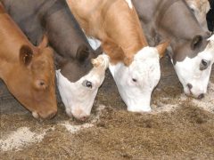 Кормовые ошибки, вызывающие болезни у животных