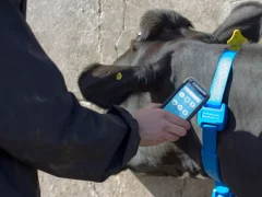 Что такое Айот в животноводстве