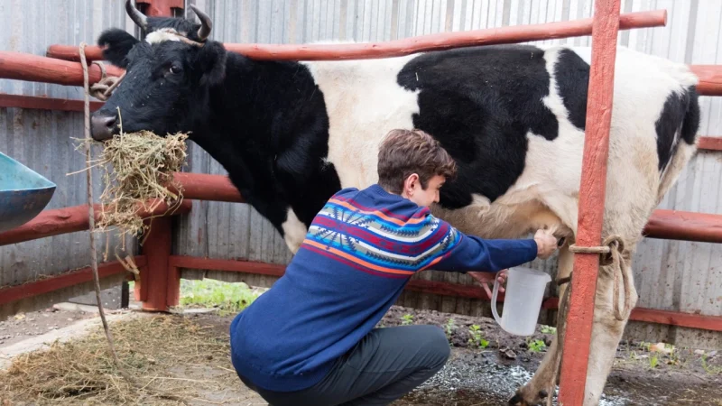 Что такое этический подход к коровам