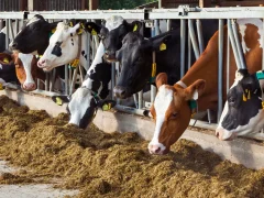 Импортируемые породы животных