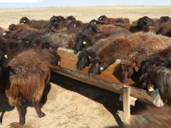 Как быстро и эффективно восстановить пастбище