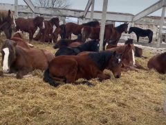 Как вырастить крепкий молодняк для успешной продажи