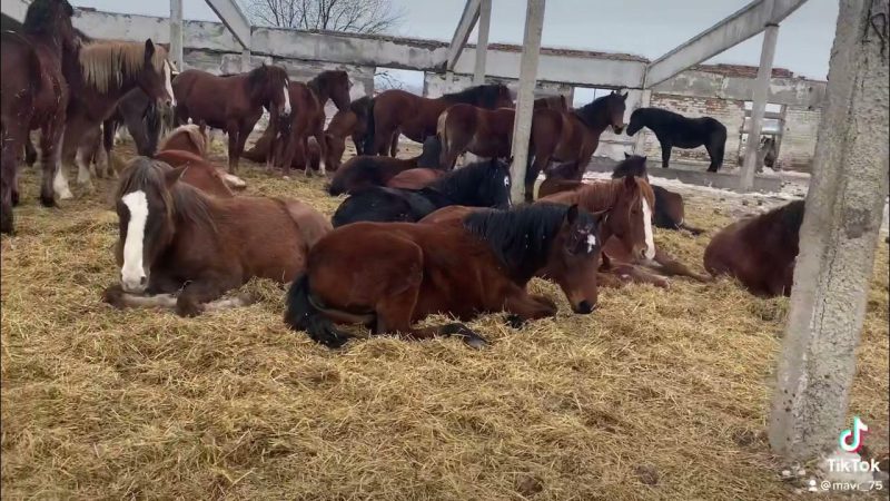 Как вырастить крепкий молодняк для успешной продажи