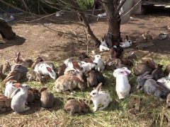 Круглогодовое содержание на выгуле