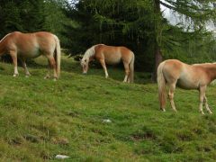 Выбор направления хозяйства