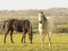 Как начать коневодство в условиях СНГ