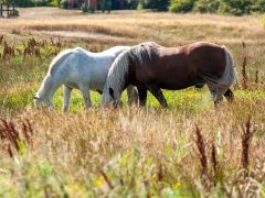 Как правильно дегельминтизировать лошадей
