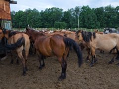 Как правильно подобрать жеребцов и кобыл для небольшого хозяйства