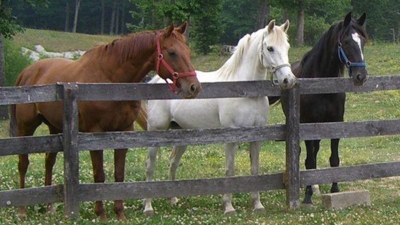 Особенности содержания лошадей в Украине