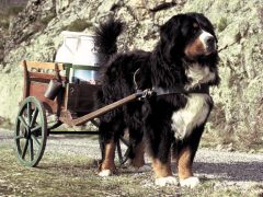 Лучшие породы собак для перевозки грузов