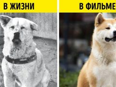 Популярные породы собак в кино и исторических реконструкциях: обзор