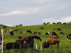 Нормы выпаса скота в условиях засухи