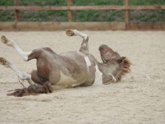 Признаки охоты у кобылы