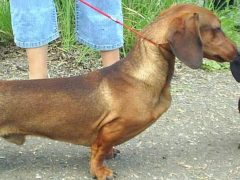 Отличия низкорослых пород собак от полноразмерных