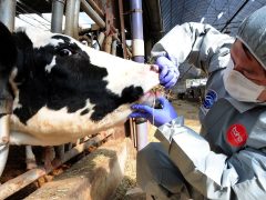 Профилактика вспышек заболеваний в больших стадках