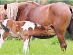 Особенности правильного рациона для здорового роста жеребят