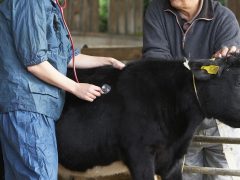 Распорядок дня фермера