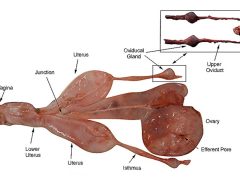 Разделение по группам самцы, самки и кастраты