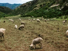 Сезон размножения животных в условиях СНГ