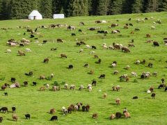 Сезонность пастбищ в странах СНГ